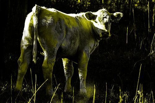 White Cow Calf Looking Backwards (Yellow Tone Photo)