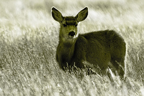 White Tailed Deer Leg Deep Among Grass (Yellow Tone Photo)