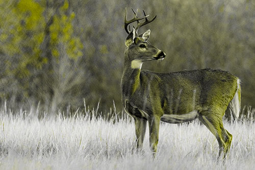 White Tailed Deer Looking Back Towards Sunrise (Yellow Tone)