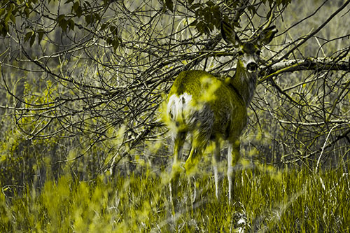 White Tailed Deer Looking Backwards Atop Grassy Pasture (Yellow Tone Photo)