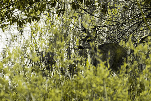 White Tailed Deer Looking Onwards Among Tall Grass (Yellow Tone Photo)