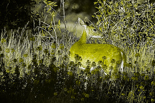 White Tailed Deer Looks Back Among Lily Nile Flowers (Yellow Tone Photo)