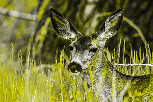 White Tailed Deer Sitting Among Tall Grass (Yellow Tone Photo)