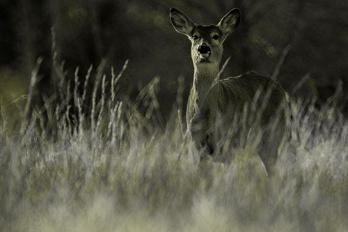 White Tailed Deer Stares Behind Feather Reed Grass (Yellow Tone Photo)