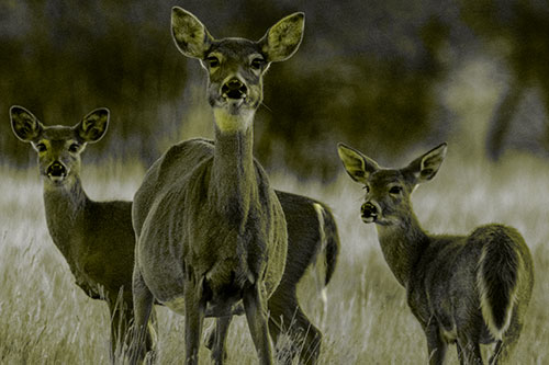 White Tailed Deer Trio Watch Among Wheatgrass (Yellow Tone)