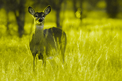 White Tailed Deer Watches With Anticipation (Yellow Tone Photo)