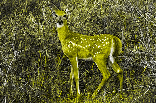 White Tailed Spotted Deer Stands Among Vegetation (Yellow Tone Photo)