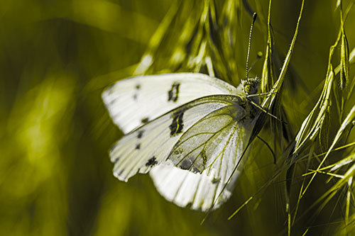 White Winged Butterfly Clings Grass Blades (Yellow Tone Photo)
