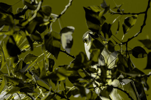 Wide Eyed Black Crowned Night Heron Looking Down From Tree Branch (Yellow Tone)