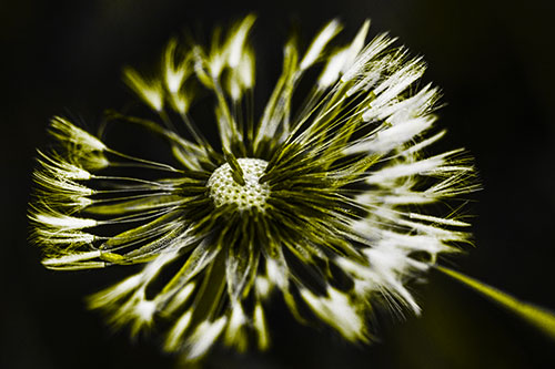Wind Blowing Partial Puffed Dandelion (Yellow Tone Photo)