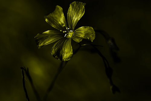 Wind Shaking Flax Flower (Yellow Tone Photo)