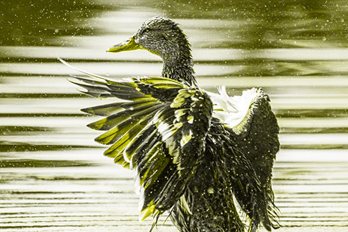 Wing Flapping Mallard Duck Splashing Lake Water (Yellow Tone)