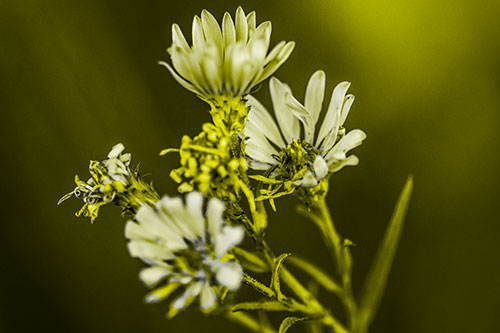 Withering Aster Flowers Decaying Among Sunshine (Yellow Tone Photo)