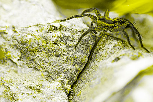 Wolf Spider Crawling Over Cracked Rock Crevice (Yellow Tone)