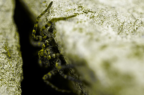 Wolf Spider Peeking Out Rock Crevice (Yellow Tone)
