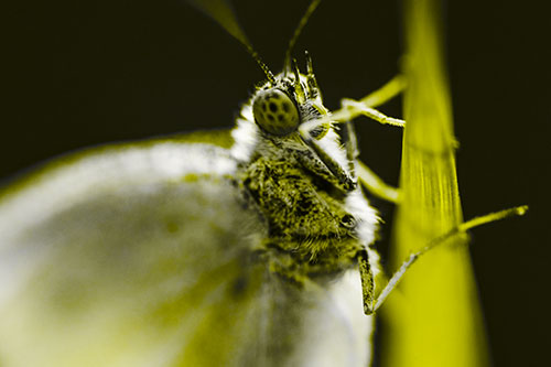 Wood White Butterfly Hugs Grass Blade (Yellow Tone Photo)