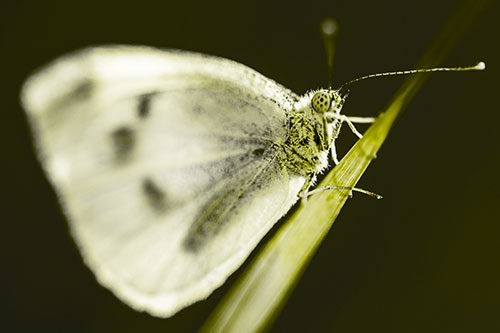 Wood White Butterfly Perched Atop Grass Blade (Yellow Tone Photo)