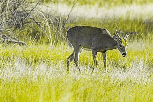 Yawning White Tailed Deer Wanders Among Grass Prairie (Yellow Tone)