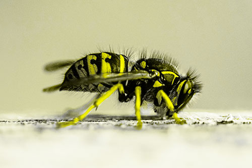Yellowjacket Wasp Chewing Wood (Yellow Tone)
