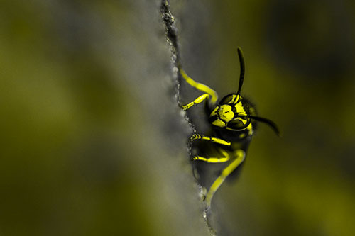 Yellowjacket Wasp Crawling Rock Vertically (Yellow Tone Photo)