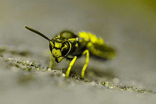 Yellowjacket Wasp Prepares For Flight (Yellow Tone Photo)