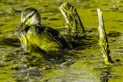 Young Mallard Duckling Playing Among Algae (Yellow Tone)