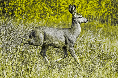 Young Mule Deer Galloping Across Grassland (Yellow Tone)