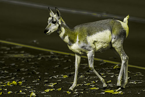 Young Pronghorn Crosses Leaf Covered Road (Yellow Tone Photo)
