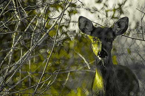 Young White Tailed Deer Watches Through Chain Link Fence (Yellow Tone)