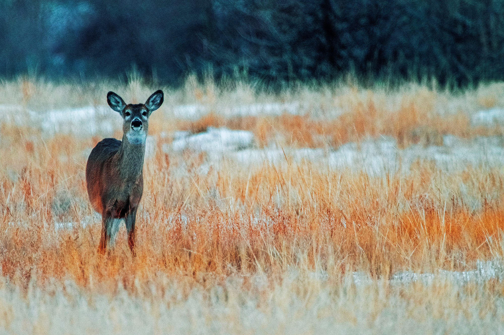 Curious White Tailed Deer Watching Among Snowy Field (Color Photo)