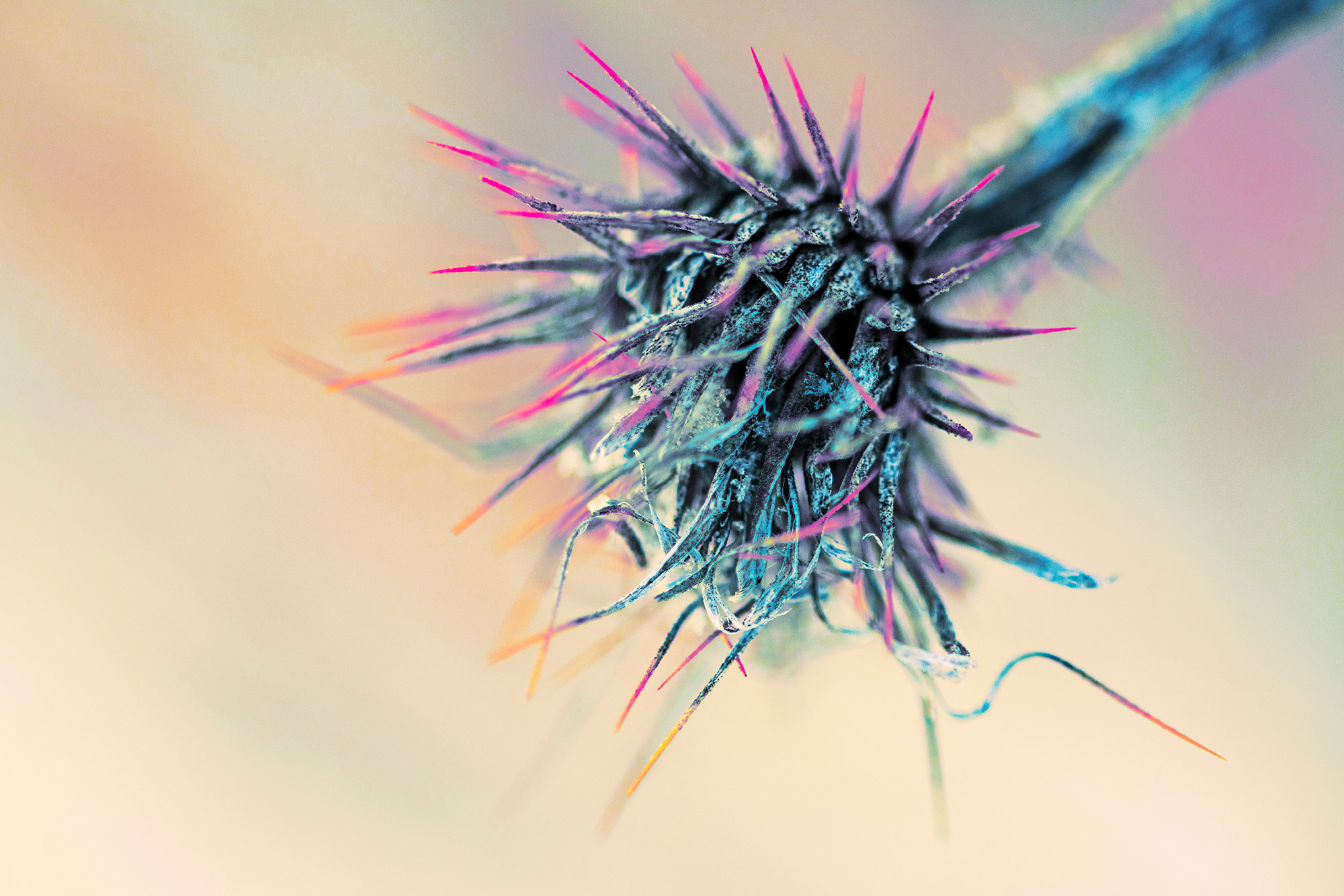 Dead Frigid Spiky Salsify Flower Withering Among Cold (Color Photo)