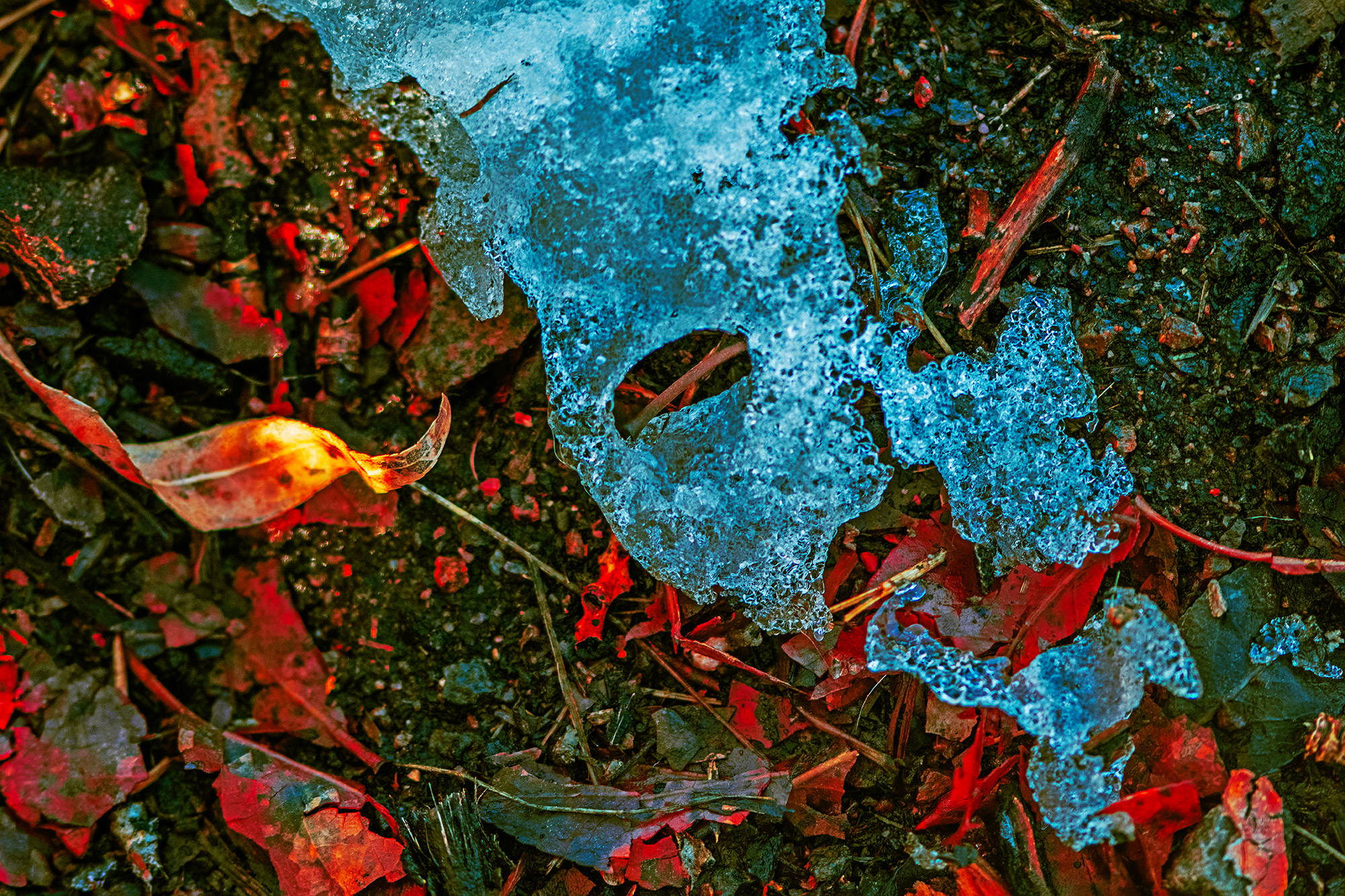 Half Melted Ice Face Atop Dead Leaves (Color Photo)
