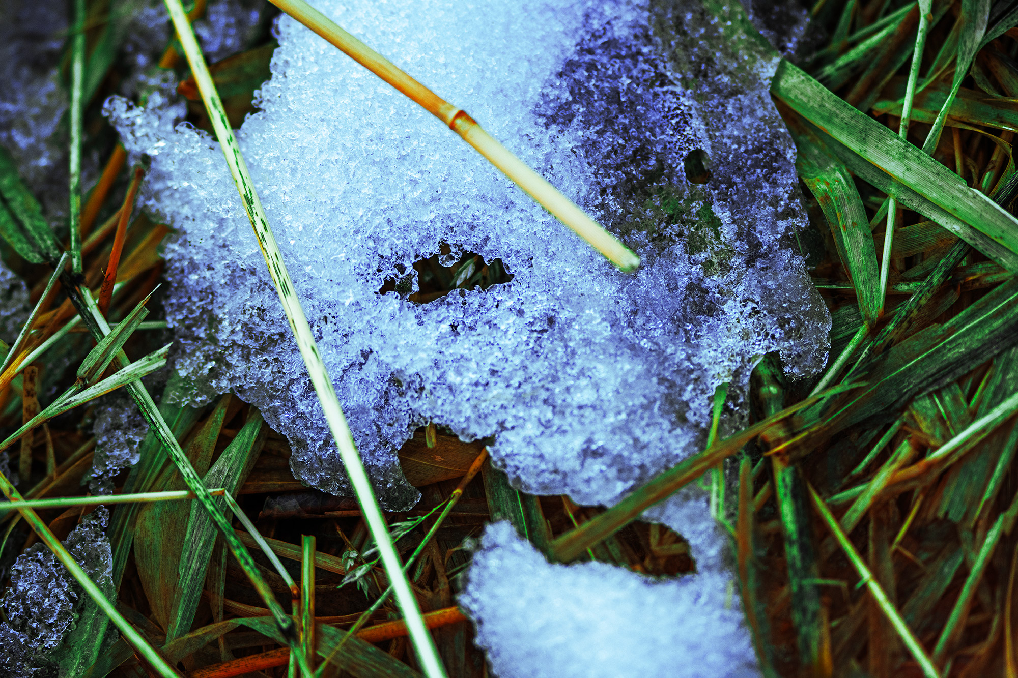 Half Melted Ice Face Smirking Among Reed Grass (Color Photo)
