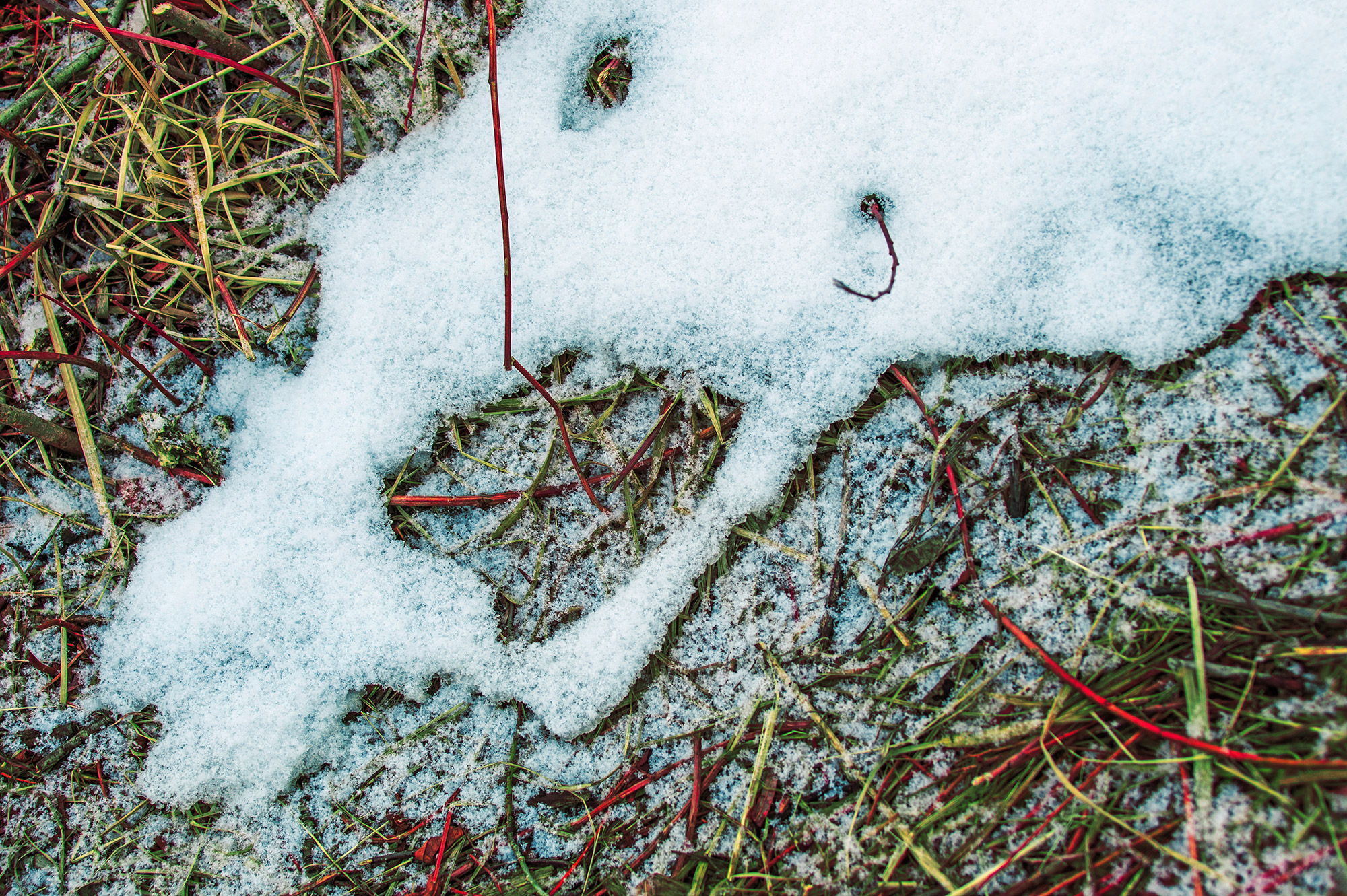 Screaming Stick Eyed Snow Face Among Grass (Color Photo)