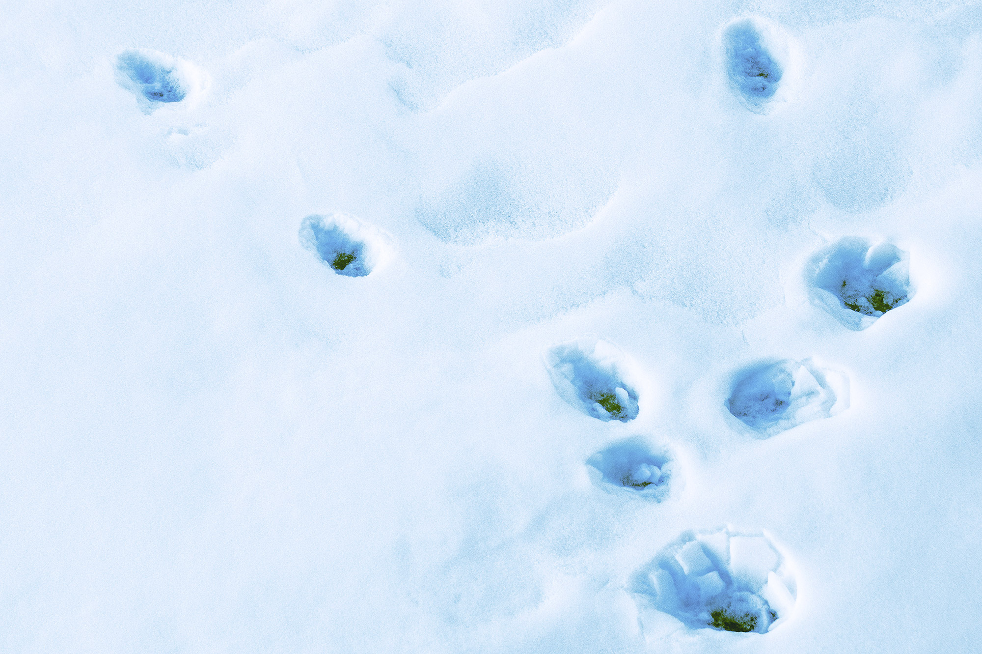 Snowy Animal Footprints Changing Direction (Color Photo)