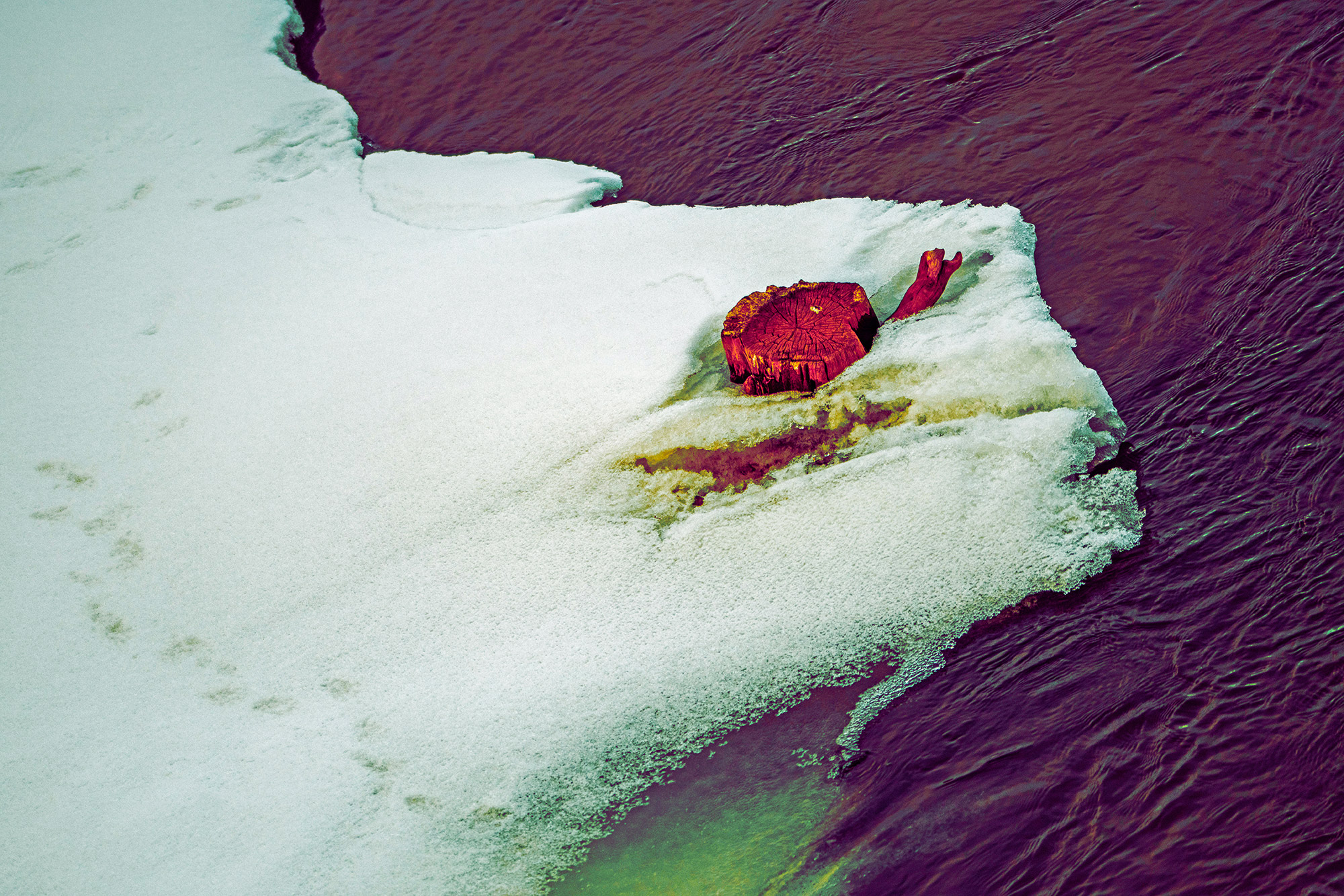 Tree Stump Eyed Snow Face Creature Along River Shoreline (Color Photo)