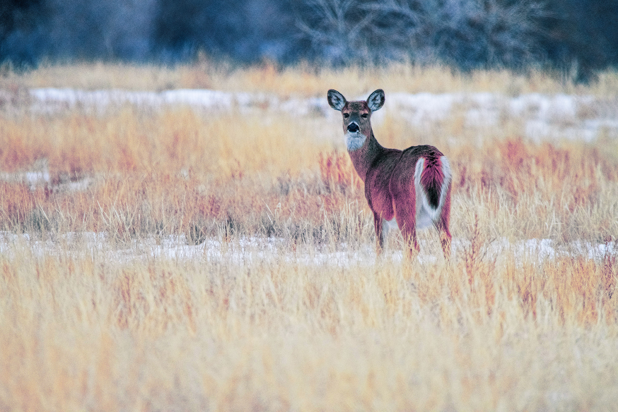 White Tailed Deer Gazing Backwards Among Snowy Field (Color Photo)