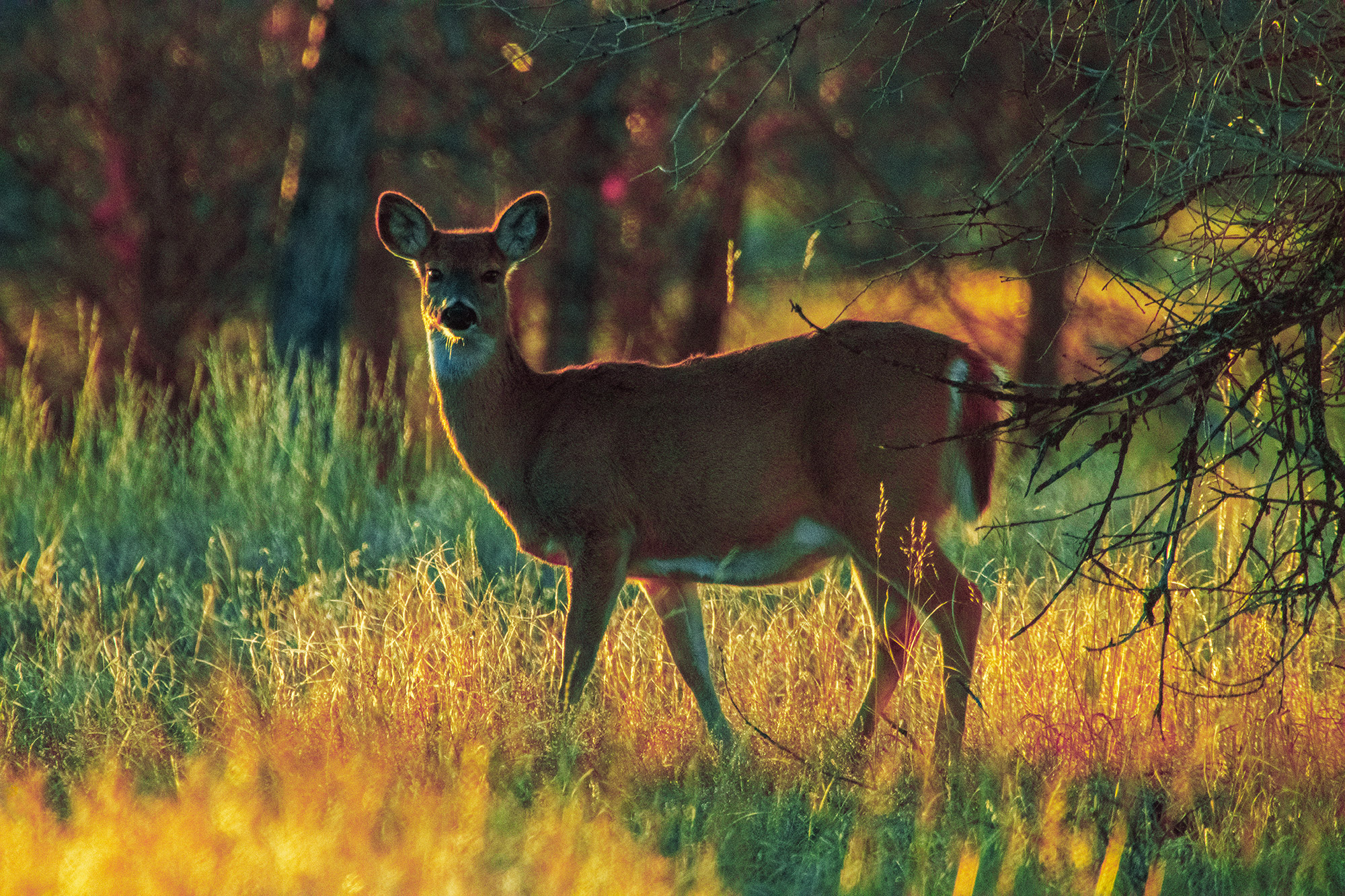 White Tailed Deer Spots Intruder Beside Dead Tree (Color Photo)