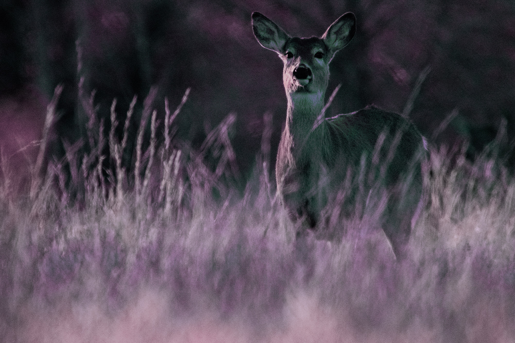 White Tailed Deer Stares Behind Feather Reed Grass (Color Photo)