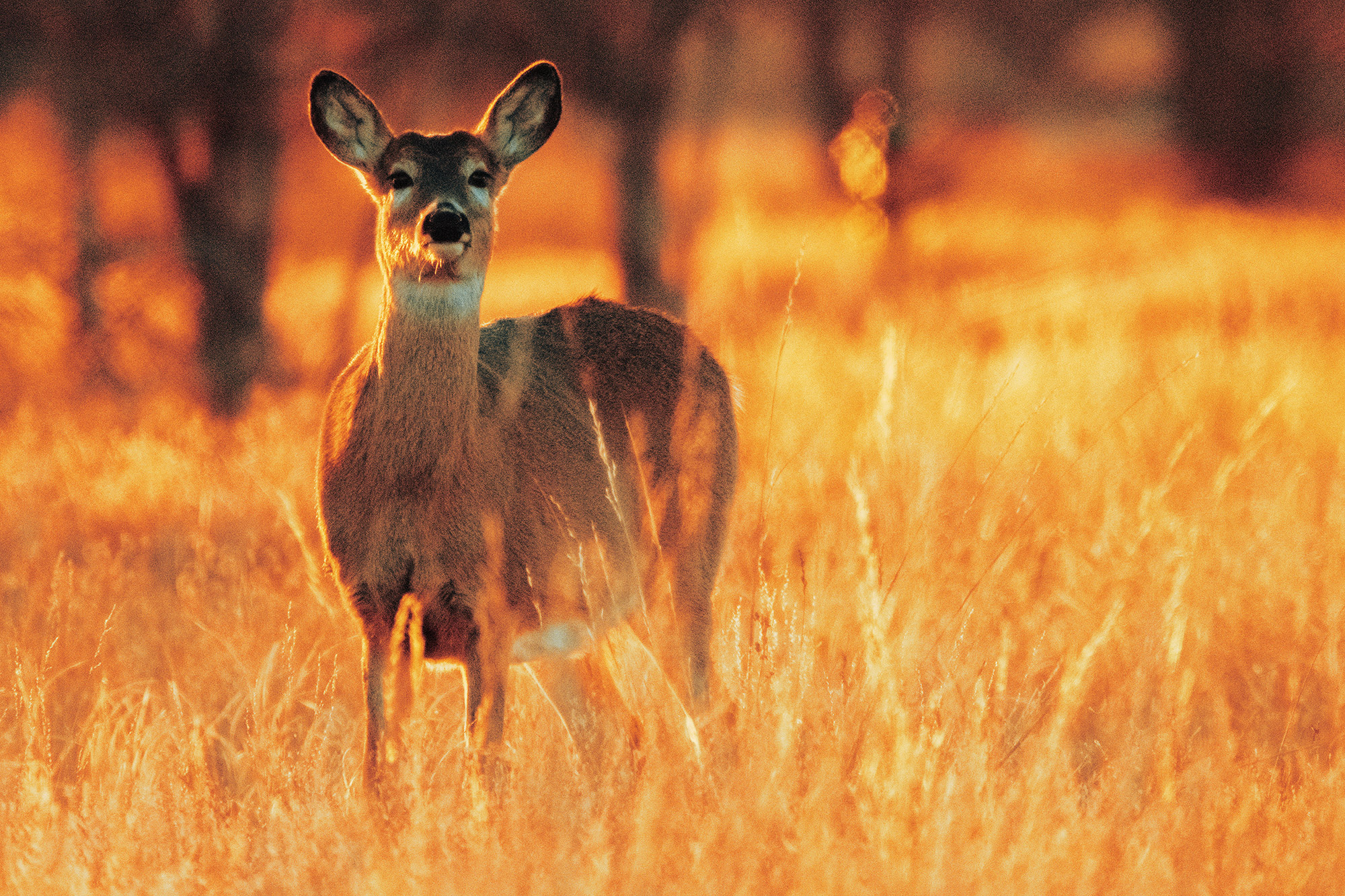 White Tailed Deer Watches With Anticipation (Color Photo)